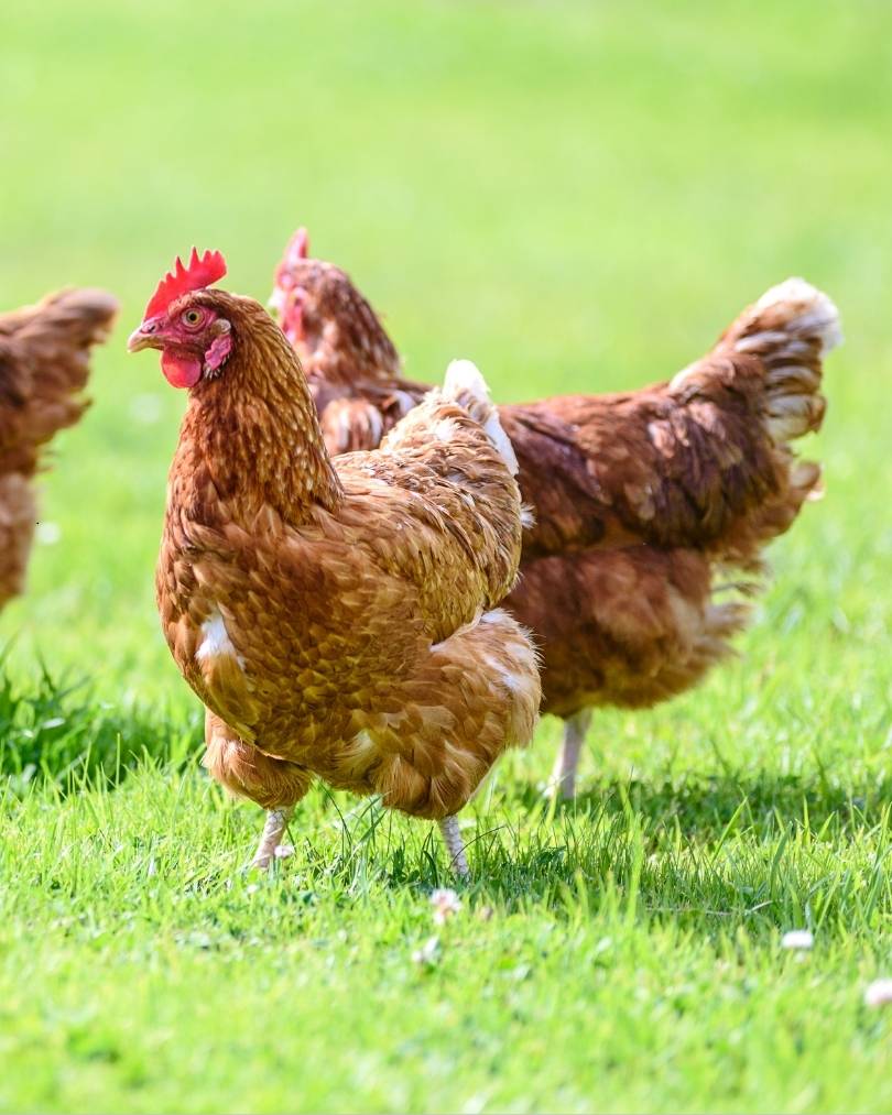 3 hens in a farmyard